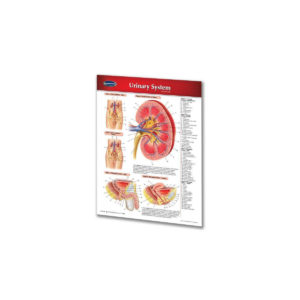 Urinary System Chart (Doublesided, 8.5" x 11")