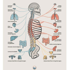 Autonomous Nervous System & Spine Chart