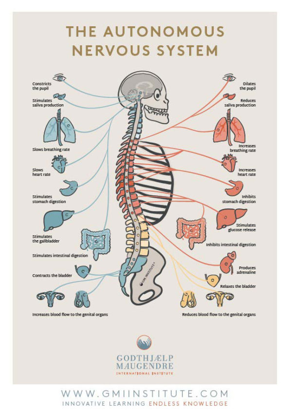 Autonomous Nervous System & Spine Chart – Eastern Currents
