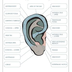 Ear Anatomy Chart